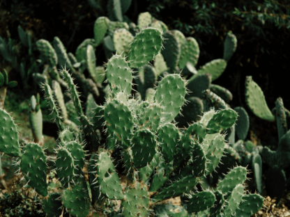 Editor-Tips_-Cacti-or-Cactuses_-A-Guide-to-Get-Irregular-Plurals-Right_21F_.png