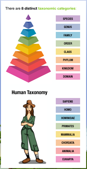 Bright, rainbow-colored pyramid showing eight taxonomic categories from Domain to Species, paired with a cartoon character and the taxonomic classification of a human.